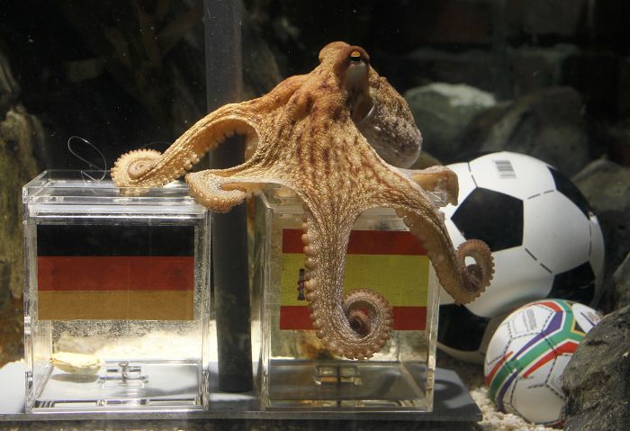 Caracatiţa Paul a prezis înfrângerea Germaniei în semifinale