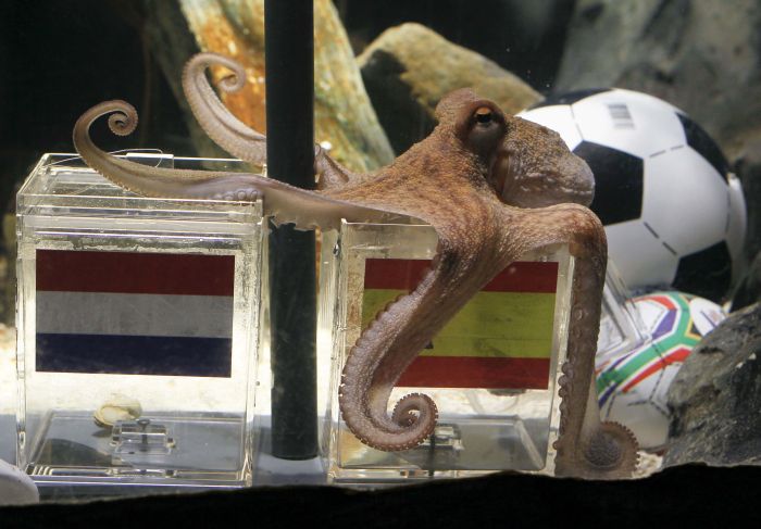 Caracatiţa Paul: Spania va câştiga Cupa Mondială 2010