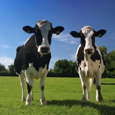 Carne de la clona unui animal, la vânzare
