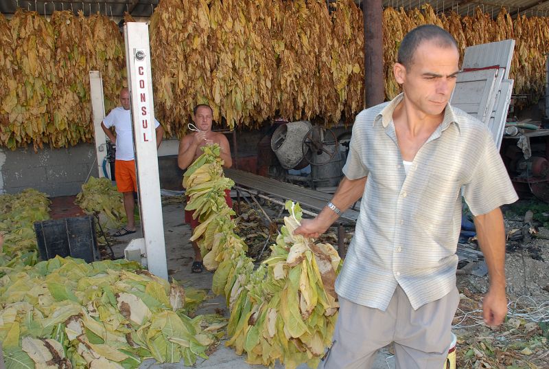 Tutunul de Ştefăneşti scoate fum în Italia