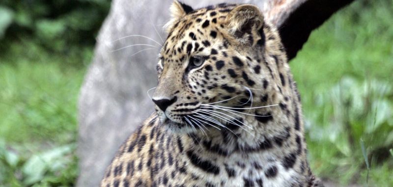 DOCUMENTAR: Leopardul Amur