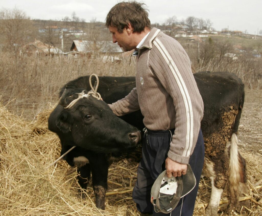 Paradoxul pieţei laptelui de vacă: prea mulţi fermieri mici şi dezbinaţi