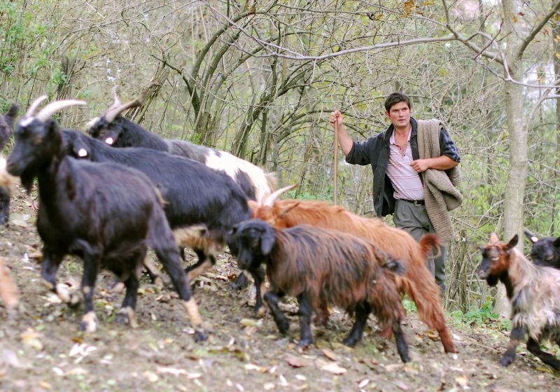 Noua modă printre fermieri: cea mai bună oaie este capra