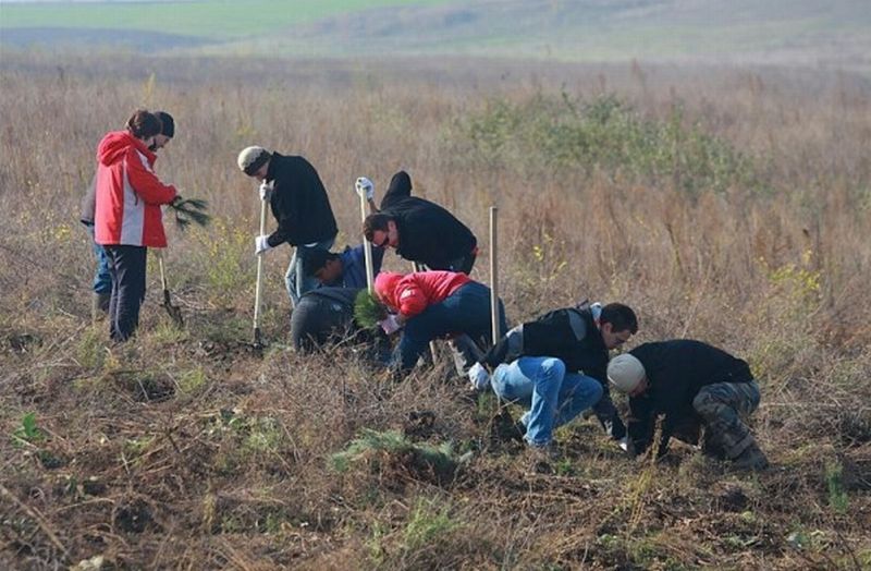 ING Asigurări de Viaţă a plantat peste 1.600 de copaci