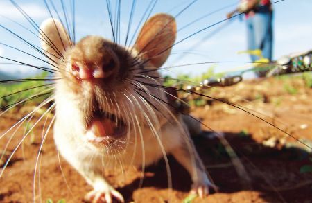 Măsuri de protecţie a animalelor pe care se fac experimente