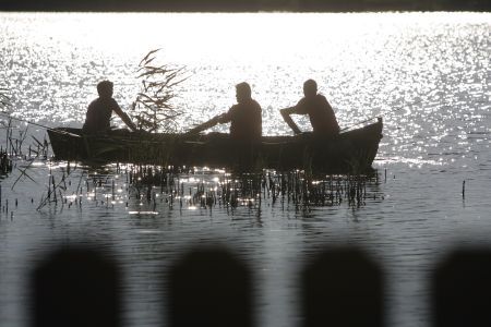 O nouă tulpină a gripei aviare, descoperită în Delta Dunării
