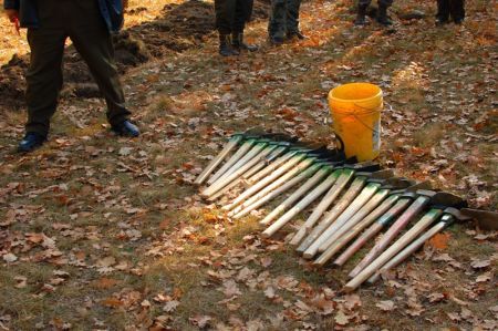 Plantarea copacilor, un "update" pentru natură