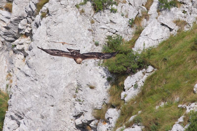 Acvila de munte trăieşte periculos în România