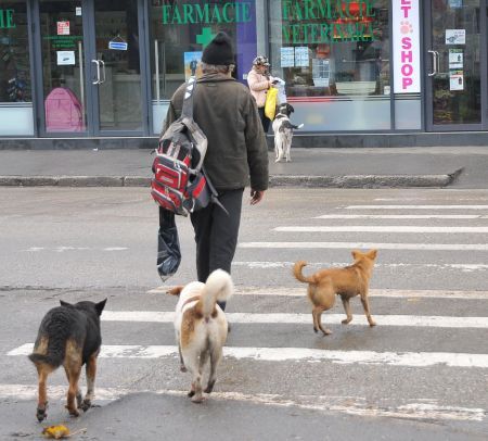 "Câinii blânzi să rămână pe străzi, iar cei agresivi să fie ţinuţi în adăposturi"