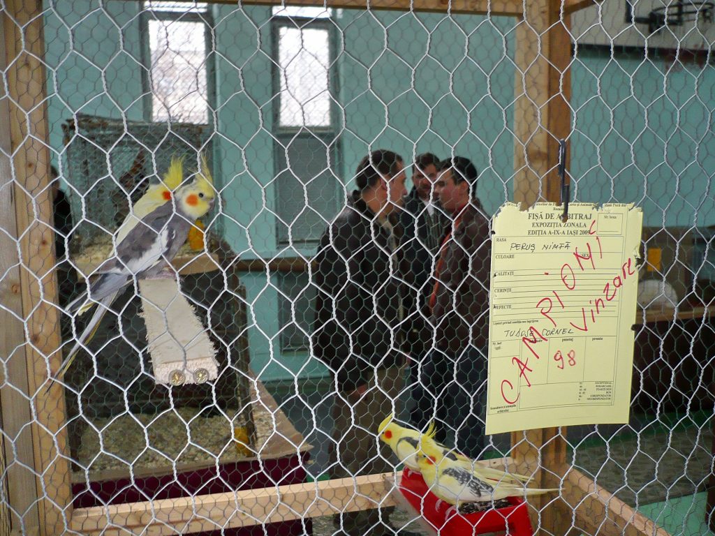 Expoziţie de păsări de rasă, şerpi şi tarantule