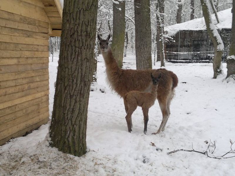 Un pui de Guanaco s-a născut la Zoo Timişoara
