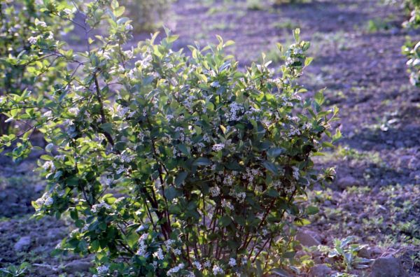 Aronia, antioxidantul folosit de cosmonauţii ruşi, acum şi în România