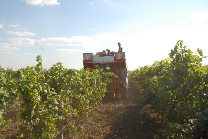 Ce-i lipseşte României pentru a deveni un mare exportator de alimente