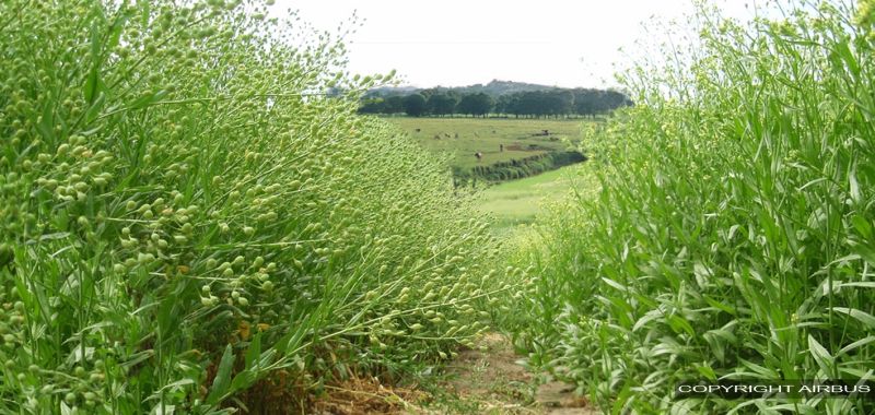 România, prima ţară din Europa care va produce biocombustibil pentru avioane