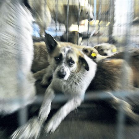 Şi câinii cu stăpân vor fi sterilizaţi, iar maidanezii din localităţile bogate ar putea scăpa de eutanasiere
