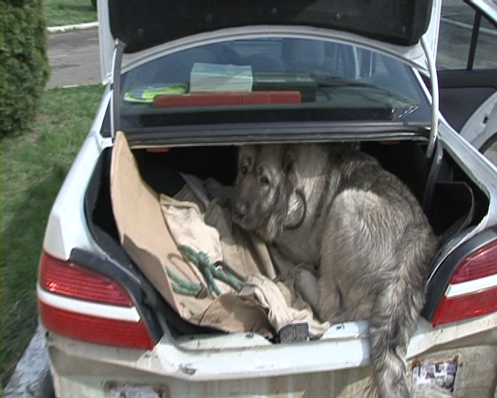 Câinele contrabandist, „mirosit” la vamă