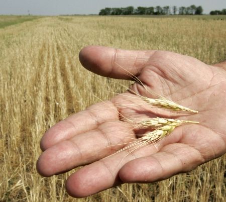 Economia globală, la "un şoc distanţă" de o criză alimentară de proporţii