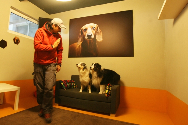 Câinii fără stres stau la hotel