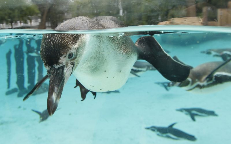 Piscină de 2,3 milioane de euro pentru pinguinii de la Zoo Londra