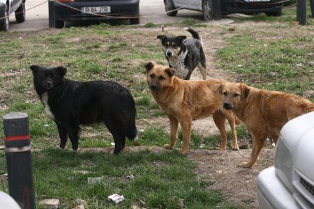 Primăria Sectorului 2 continuă campania de sterilizare gratuită a animalelor