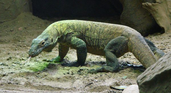 Varanul evadat de la un circ din Capitală a fost prins