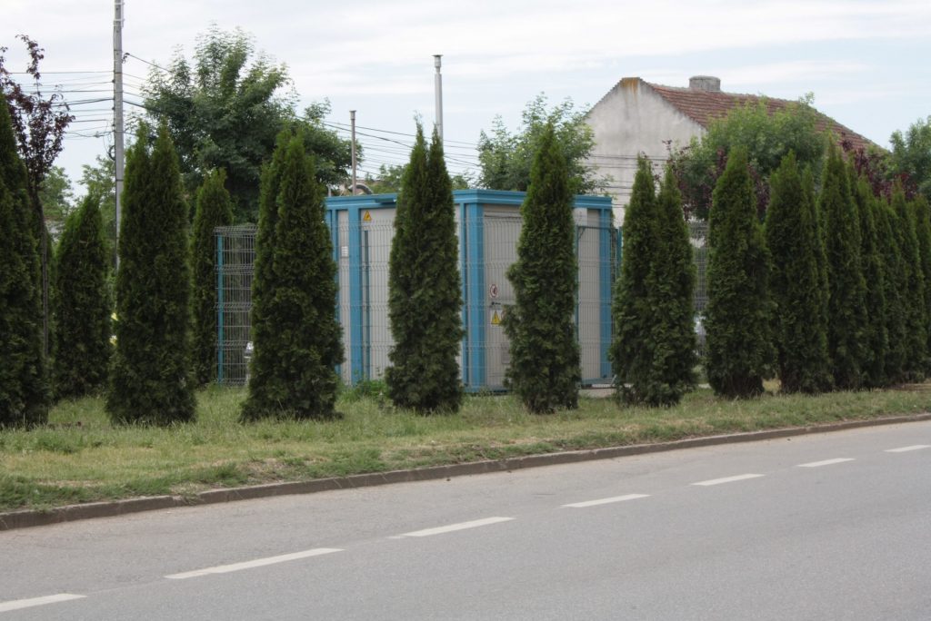 Copaci plantaţi ilegal de Primăria Timişoara