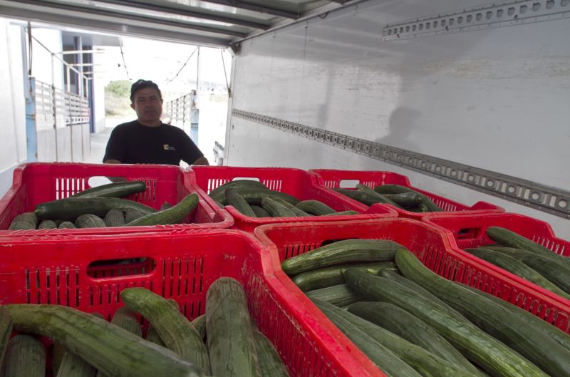 Epidemia provocată de bacteria E. Coli ar putea dura câteva luni