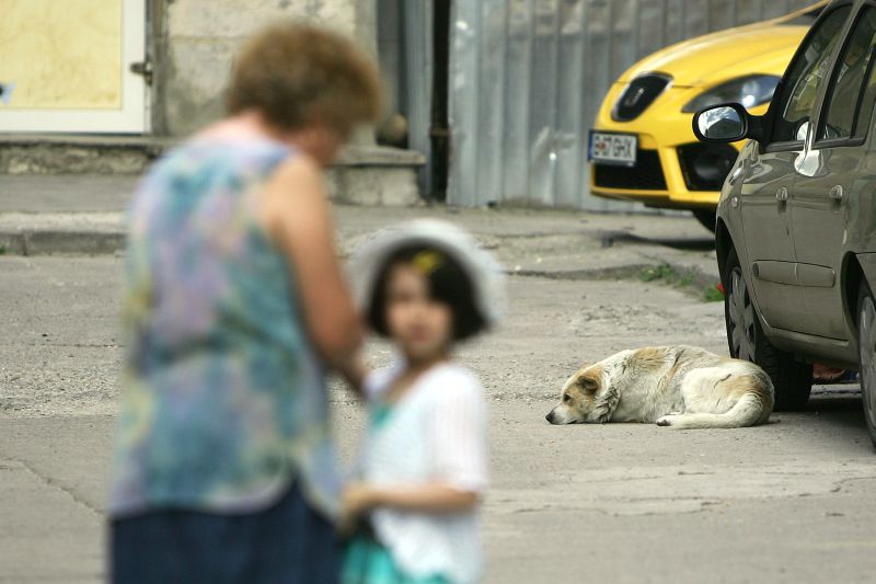 Fetiţă de trei ani, muşcată de gât de un maidanez