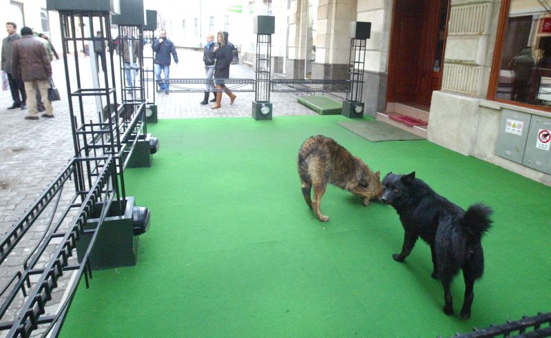 Târg de adopţii canine