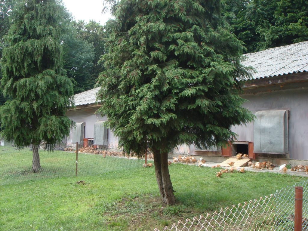 Cum merg vânzările de pui crescuţi ca la bunica-n curte pe o piaţă în scădere