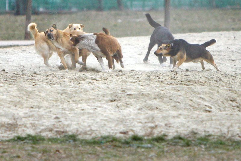 Maidanezii, specie rară în patru-cinci ani