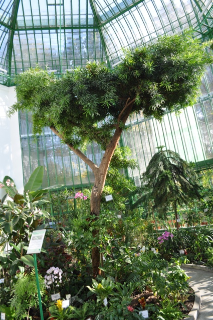 Sera Veche a Grădinii Botanice din Capitală, redeschisă după 35 de ani