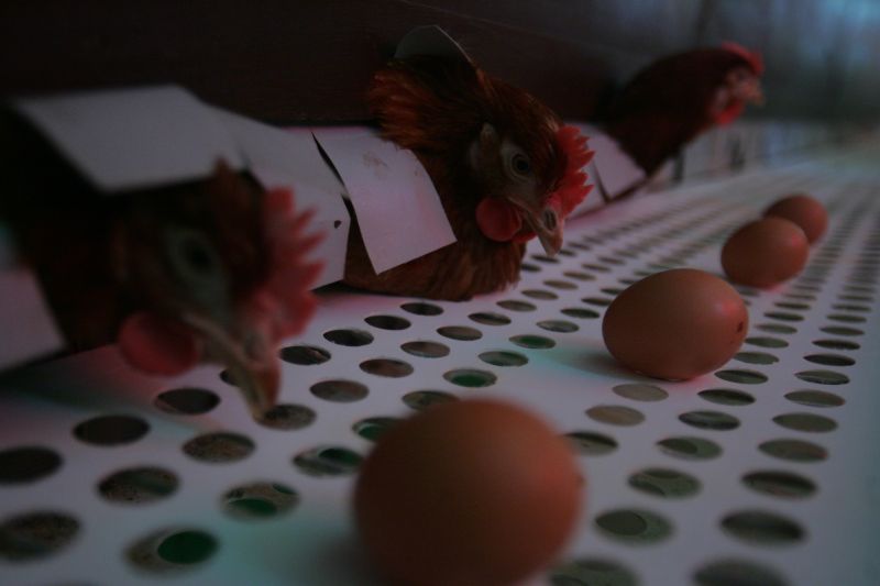 AFLĂ ce ferme cu găini nu mai pot vinde ouă