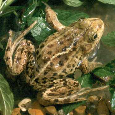 DESCOPERIRE. Cum reuşesc animalele să prezică un cutremur