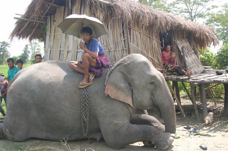 Incursiune în lumea elefantului sacru