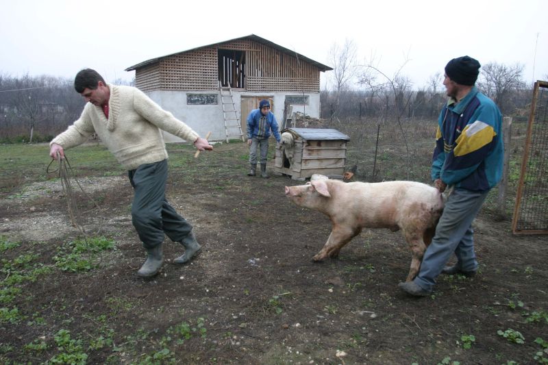 România va exporta 20.000 de tone de carne de porc