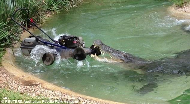 O pisică se bate cu un crocodil. Episodul 2