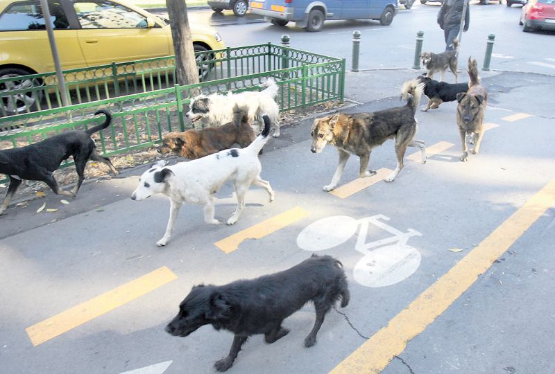 Privilegii pentru o viaţă de câine. Programul Prima Casă pentru maidanezi