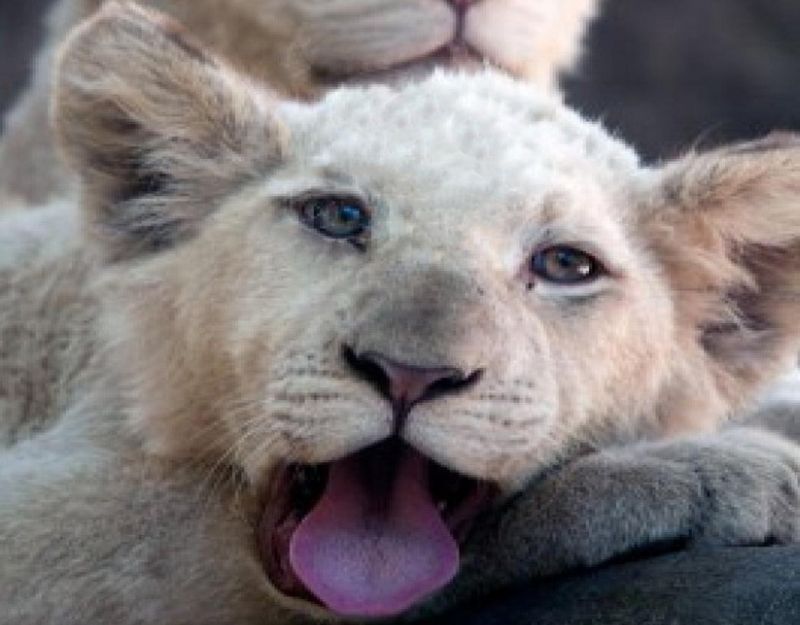 Superbele feline albe şi viitorul lor întunecat | VIDEO