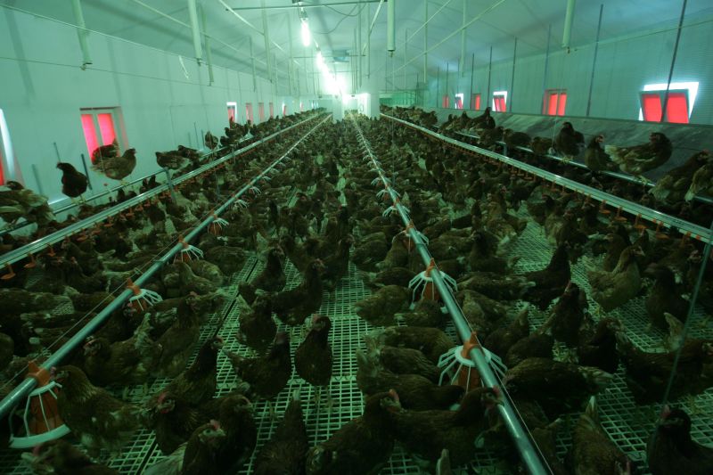 Români, vă ordonăm: vindeţi eco!?