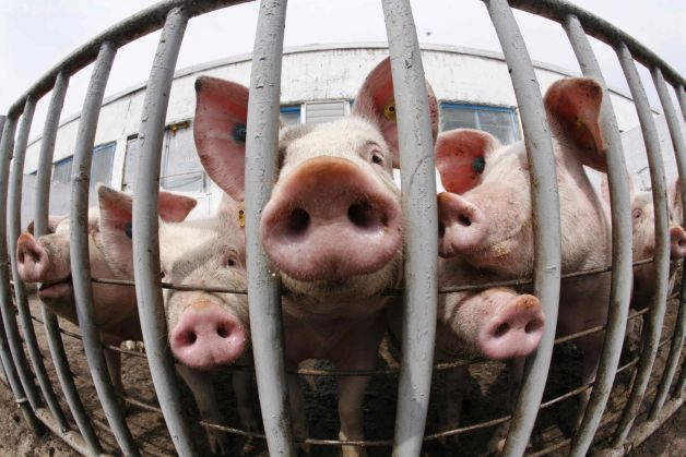 Țeparii din agricultură ies la atac. Cum să vă feriți de ei