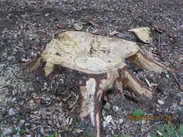 Veste tristă. Dorel a ucis!