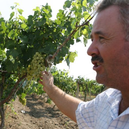 Murfatlar a intrat în insolvenţă