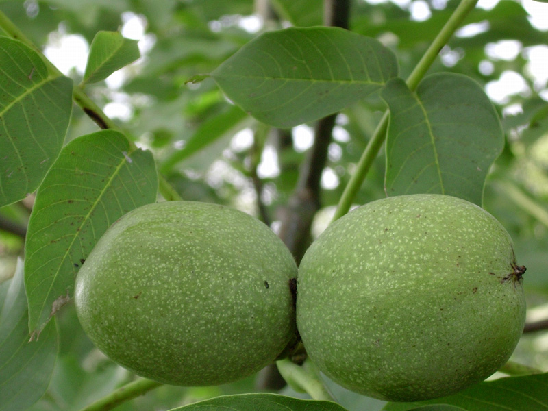 Nucile, un simbol al sănătăţii