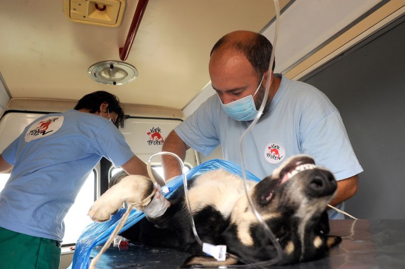 Oprescu refuză sterilizarea gratuită a maidanezilor