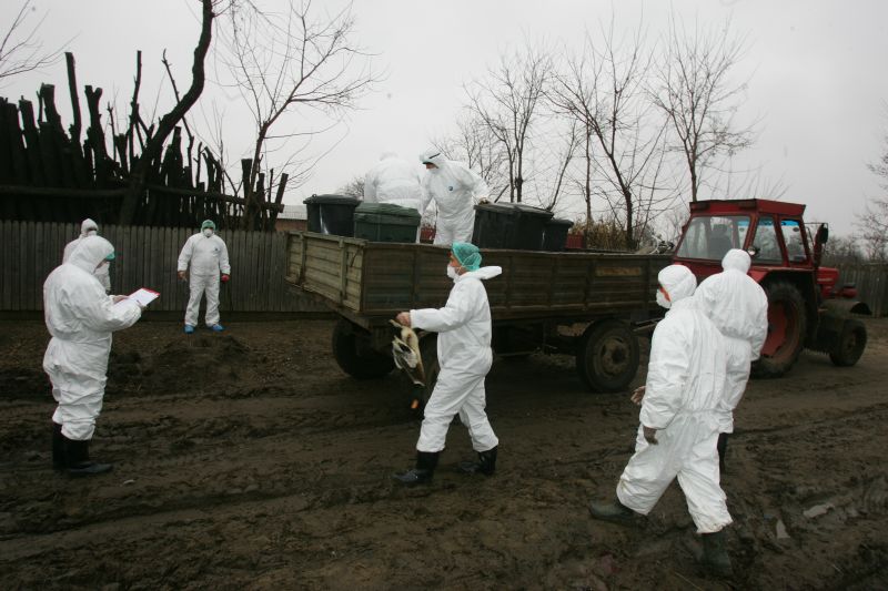 Martor la procesul omului pe care l-a îmbogăţit "aviara"