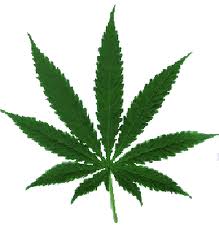 O comună vrea să iasă din criza economică prin cultivarea de... canabis
