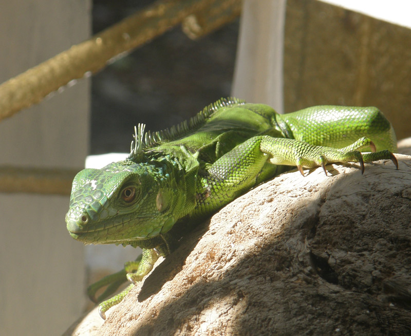 O tânără din Bacău, la spital după ce a fost mușcată de o iguană
