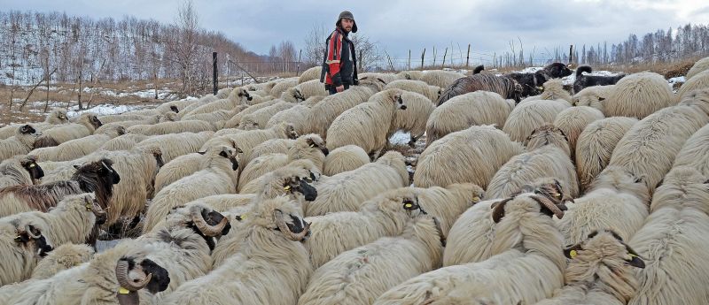 Scandal din cauza oilor. Ciobanul a dat cu bâta, adversarul a tras cu pistolul