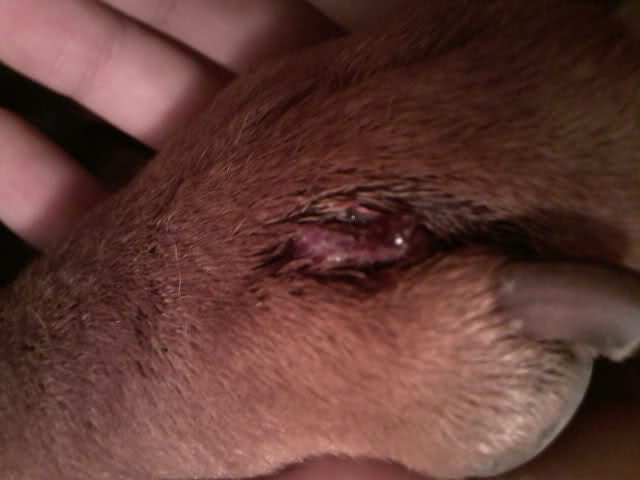 Tratamente pentru distrugerea căpuşelor, în parcurile din sectorul 2 al Capitalei